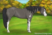Horse Color:Grullo Sabino 