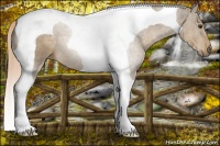 Horse Color:Chocolate Palomino Tobiano 