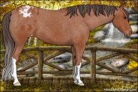 Horse Color:Bay Appaloosa 