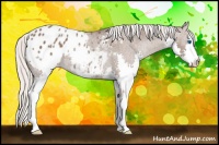 Horse Color:Silver Black Splash Appaloosa Rabicano 