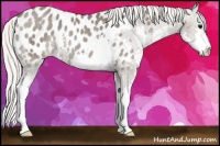 Horse Color:Silver Grullo Splash Appaloosa Rabicano 