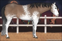 Horse Color:White Spotted Bay Dun Rabicano 