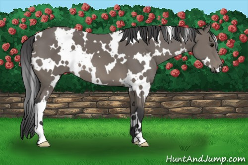 Horse Color: White Spotted Black 