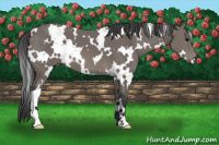 Horse Color:White Spotted Black