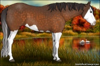 Horse Color:Buckskin Splash 
