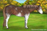 Horse Color:White Spotted Liver Chestnut 
