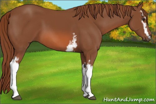 Horse Color: White Spotted Liver Chestnut 