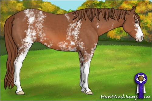 Horse Color: White Spotted Liver Chestnut 
