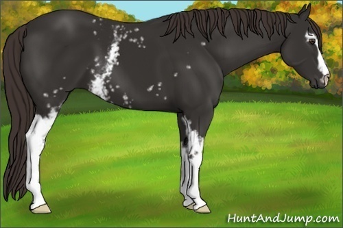 Horse Color: White Spotted Liver Chestnut 