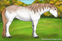 Horse Color:White Spotted Chestnut Rabicano 