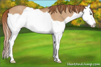 Horse Color:Red Dun Splash 