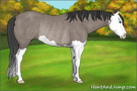 Horse Color:Black Splash Rabicano