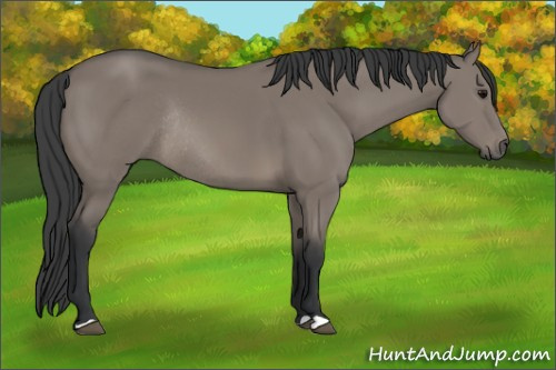 Horse Color: Grullo Rabicano 