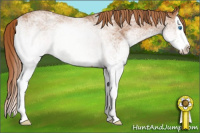 Horse Color:White Spotted Chestnut Splash Rabicano 