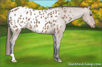 Horse Color:Bay Dun Appaloosa 