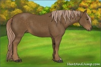 Horse Color:Chocolate Palomino 