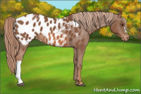 Horse Color:Chestnut Appaloosa