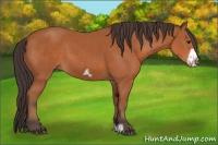 Horse Color:Bay Frame 