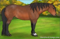 Horse Color:Bay Rabicano
