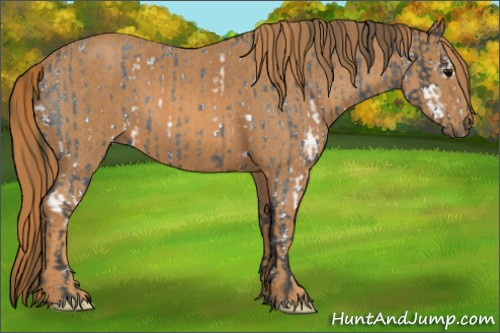 Horse Color: White Spotted Blue Roan Rabicano  Brindle