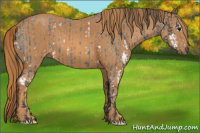Horse Color:White Spotted Blue Roan Rabicano  Brindle