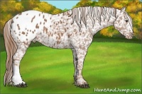 Horse Color:Chestnut Appaloosa