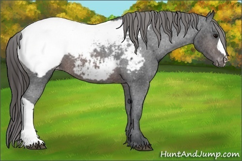 Horse Color:Brown Appaloosa