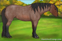 Horse Color:Bay Roan 