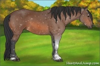 Horse Color:Bay Sabino 
