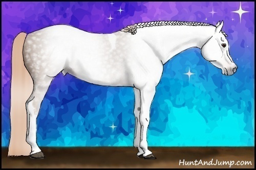 Horse Color:Gray Chestnut Tobiano Rabicano