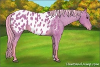 Horse Color:Watercolor Chestnut Appaloosa 