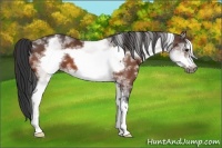 Horse Color:White Spotted Bay Frame 