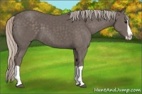 Horse Color:Unknown 