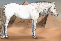 Horse Color:Buckskin Appaloosa 