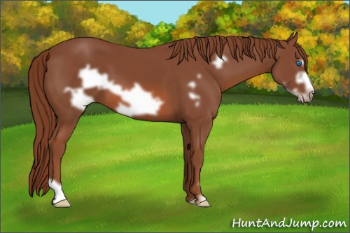 Horse Color: Liver Chestnut Frame 