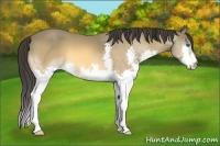 Horse Color:Buckskin Splash 