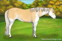 Horse Color:Palomino Roan Splash 