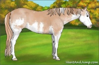 Horse Color:Chestnut Sabino Splash