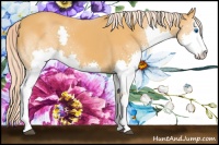 Horse Color:Palomino Sabino Splash 