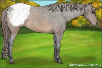 Horse Color:Brown Appaloosa 
