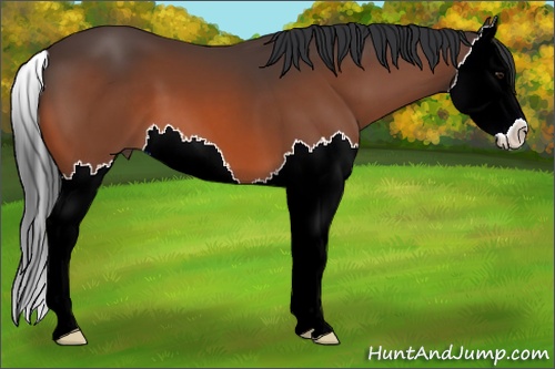 Horse Color: Bay Splash 
