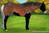 Horse Color:Bay Splash 