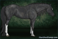 Horse Color:Black  Brindle
