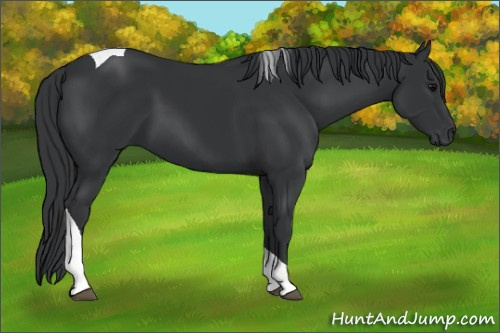 Horse Color: Black Tobiano 