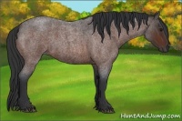 Horse Color:Bay Roan Rabicano