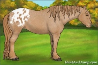 Horse Color:Chestnut Appaloosa