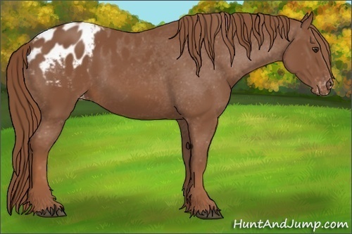 Horse Color: Chestnut Blanket 