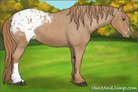 Horse Color:Chestnut Blanket 