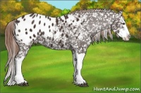 Horse Color:Liver Chestnut Splash Appaloosa 