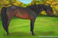 Horse Color:Brown 